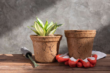 Snake plant or Sanseviera laurentii plant in coconut fiber pot  on wooden backgroundの写真素材