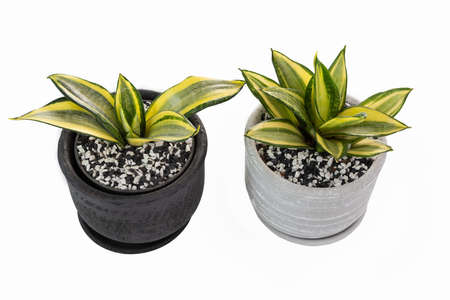 Snake plant or Sanseviera laurentii plant in clay pot isolated on white backgroundの写真素材