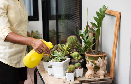 Woman watering home plant gardening with Cactus,Zanzibar Gem and Snake plant green leaf on wood plank outdoor.の写真素材