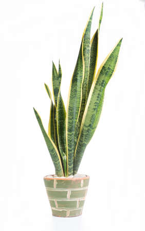Snake plant or Sanseviera laurentii plant in clay pot isolated on white backgroundの写真素材