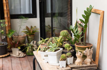 Home plant gardening with Cactus,Zanzibar Gem and Snake plant green leaf on wood plank outdoor.の写真素材
