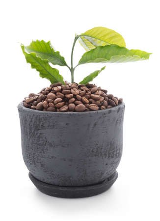 Roasted coffee beans and green leaf in dark clay pot isolated on white backgroundの写真素材