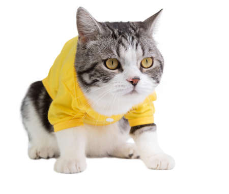 A cute cat  with yellow eyes and shirt on white backgroundの写真素材