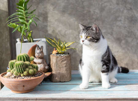 Tabby cat  sit on blue wooden table with a cactus in greeny clay potの写真素材