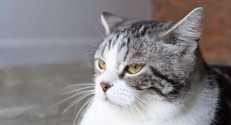 Lovely cute tabby cat close upの写真素材