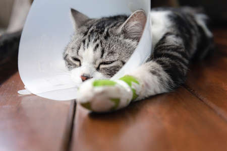 A broken leg cat  wearing  Elizabethan collar to protect licking his leg splint sleep on wooden floorの写真素材