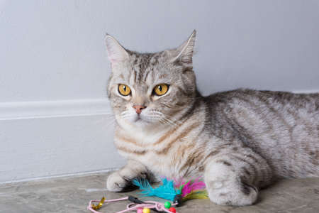 Close up  beautiful yellow eyes of kitty sit with his feather toyの写真素材
