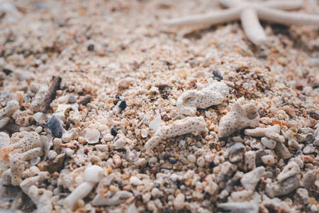 Star fish,reef and sea shell on white wood,summer backgroundの写真素材