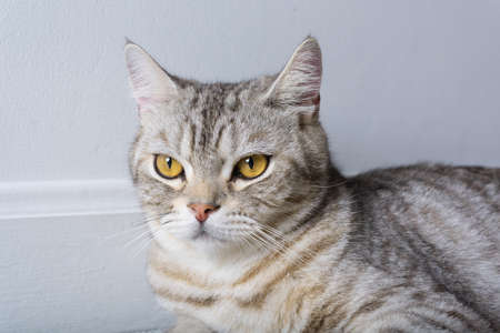 Lovely cute tabby cat close up,head shotの写真素材