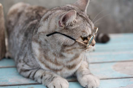Tabby cat  head shot wear glasses with a cactus in greenery clay potの写真素材