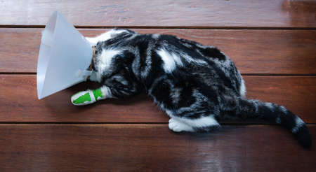 A broken leg cat  wearing  Elizabethan collar to protect licking his leg splint sleep on wooden floorの写真素材