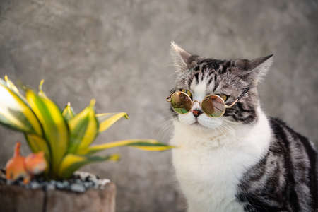 Tabby cat  head shot wear glasses with a cactus in greenery clay potの写真素材
