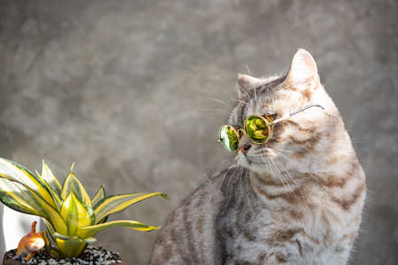 Tabby cat  head shot wear glasses with a cactus in greenery clay potの写真素材