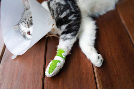 A broken leg cat  wearing  Elizabethan collar to protect licking his leg splint sleep on wooden floorの写真素材