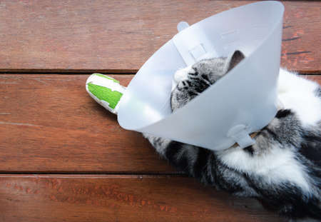 A broken leg cat  wearing  Elizabethan collar to protect licking his leg splint sleep on wooden floorの写真素材