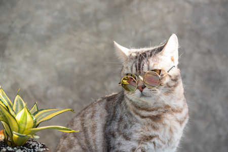 Tabby cat  head shot wear glasses with a cactus in greenery clay potの写真素材