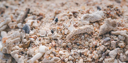 Summer background,reef and sea shell on white wood tableの写真素材