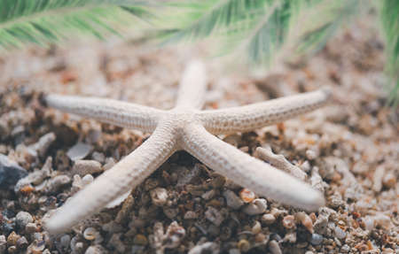Star fish and sea shell with blurred palm leaf background,summer conceptsの写真素材