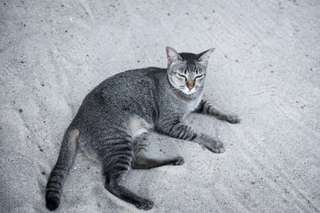 Tabby cat with beautiful green eyes lying on sand beach outdoorsの写真素材