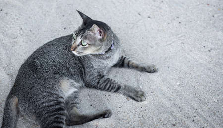 Tabby cat with beautiful green eyes lying and looking up on sand beach outdoorsの写真素材