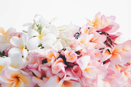 Beautiful frangipani or plumeria flowers over white backgroundの写真素材