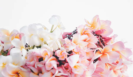 Beautiful frangipani or plumeria flowers over white backgroundの写真素材