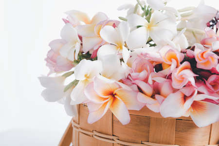 Beautiful frangipani or plumeria flowers in wooden basket on white backgroundの写真素材