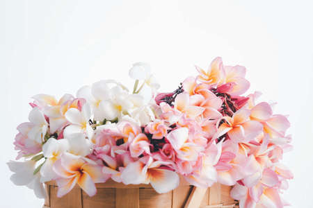 Beautiful frangipani or plumeria flowers in wooden basket on white backgroundの写真素材
