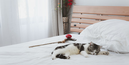 A beautiful  and cute ginger cats sleep on white bedの写真素材