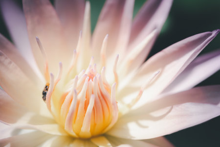 Beautiful close up pink lotus flower or waterlily for backgroundの写真素材