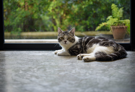 Cute tabby cat sit  in living room with green garden outdoors backgroundの写真素材