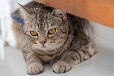 Cute happy tabby cat lying  under sofa in living roomの写真素材