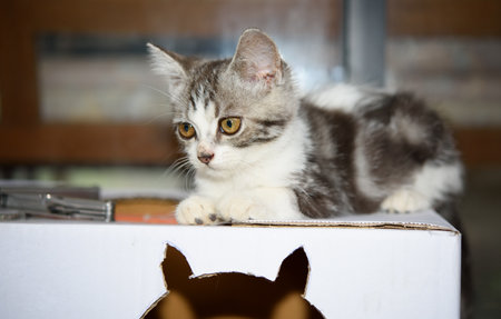 A little cute kitty sit on cardboard box looking at camera