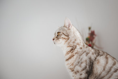 Handsome tabby cat sit and looking outside roomの写真素材