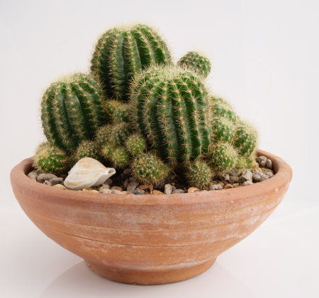 Cactus in brown clay pot over wwhite backgroundの写真素材