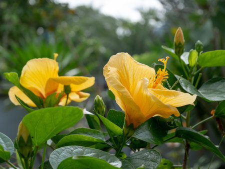 Beautiful yellow Hibiscus flowers with green leaf in garden outdoorsの写真素材