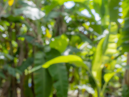 Blurred background of banana  tree  in garden with morning lightの写真素材