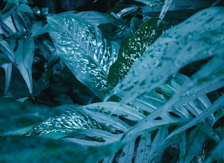 Tropical green leaves foliage plant jungle in rain season,Lasia spinosa are food and herbal...