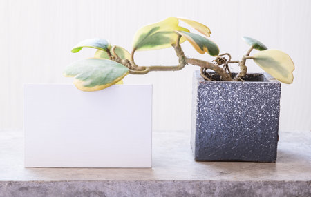 Mock up invitation Kerrii Variegate heart shape leaves house plant in modern concrete flower pot  on cement loft table white wood backgroundの写真素材