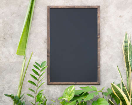 Group of green house plant with Monstera,Aglaonema,Chinese Evergreen,Ficus Elastica, ,Spotted betel,Zamioculcas zamifolia,,Bird of paradise,Bromeliad and mock up black board on concrete wall backgroundの写真素材