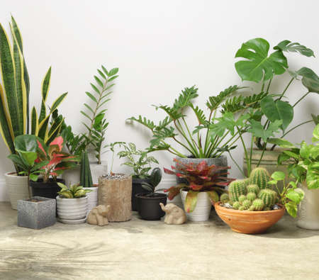 Various house plants in modern stylish container on cement floor and elephant statue in white room,natural air purify with Monstera,philodendron selloum, Cactus,Aroid palm,Zamioculcas zamifolia,Ficus Lyrata,Spotted betel,snake plantの写真素材
