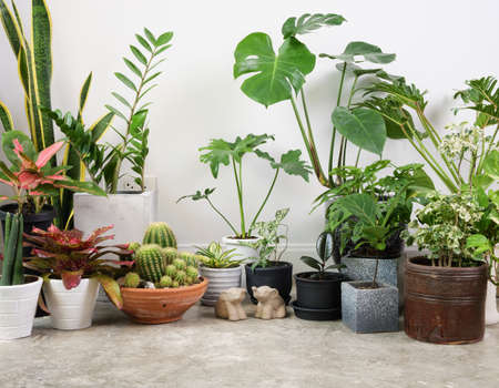 Various house plants in modern stylish container on cement floor and elephant statue in white room,natural air purify with Monstera,philodendron selloum, Cactus,Aroid palm,Zamioculcas zamifolia,Ficus Lyrata,Spotted betel,snake plantの写真素材