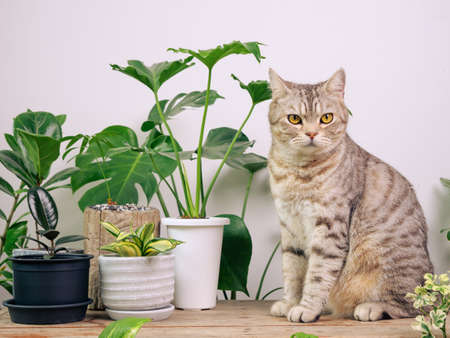 Portrait ginger cat on wood table with air purify  house plants Monstera,philodendron selloum, Zamioculcas zamifolia,snake plant,spotted betle, Ficus Lyrata,rubber plant,cactus in white roomの写真素材