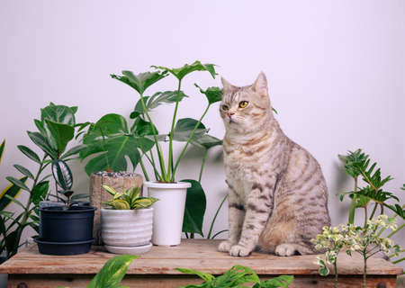 Portrait ginger cat on wood table with air purify  house plants Monstera,philodendron selloum, Zamioculcas zamifolia,snake plant,spotted betle, Ficus Lyrata,rubber plant,cactus in white roomの写真素材