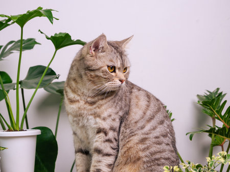 Portrait ginger cat on wood table with air purify  house plants Monstera,philodendron selloum, Zamioculcas zamifolia,snake plant,spotted betle, Ficus Lyrata,rubber plant,cactus in white roomの写真素材