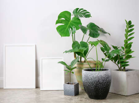 Mock up two sizes poster wooden frame  and Monstera,Philodendron and Rubber plant botanical tropical house plant in beautiful concrete pot  in modern living room stylish with loft cement  wallの写真素材