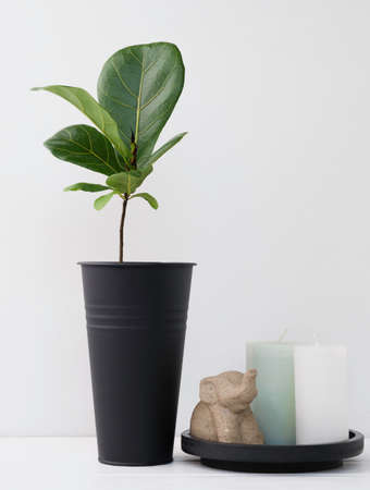 Modern stylish  element composition with  Fiddle fig houseplant in black vase,elephant statue and candle  spa on white table room interiorの写真素材