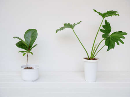 Various house plants in modern stylish container on white wooden table and wall in white room,natural air  purify with Philodendron selloum,Ficus Lyrata treeの写真素材