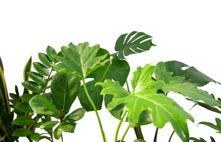House plants beautiful green leaves shape with water drop natural air purify with Monstera,philodendron selloum, Zamioculcas zamifolia,snake plant isolated on white backgroundの写真素材