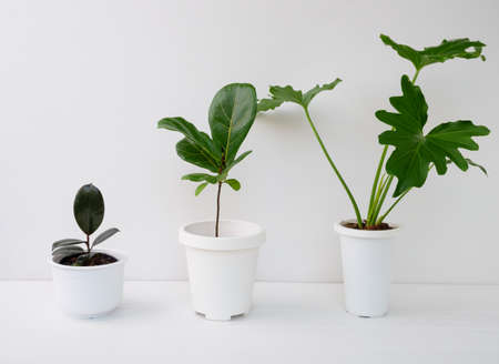 Various house plants in modern stylish container on white wooden table and wall in white room,natural air  purify with Philodendron selloum,Rubber plant,Ficus Lyrata treeの写真素材